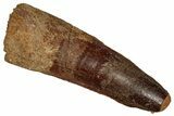 Fossil Spinosaurus Tooth - Feeding Worn Tip #355756-1